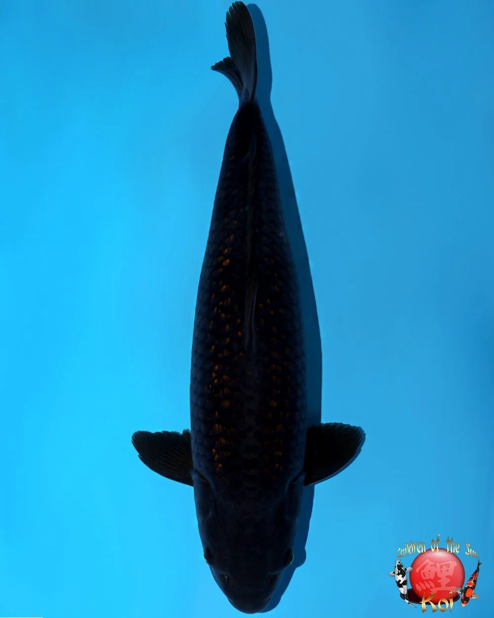 Dainichi Nisai Black Diamond — Children of the Sun Koi - Japanese